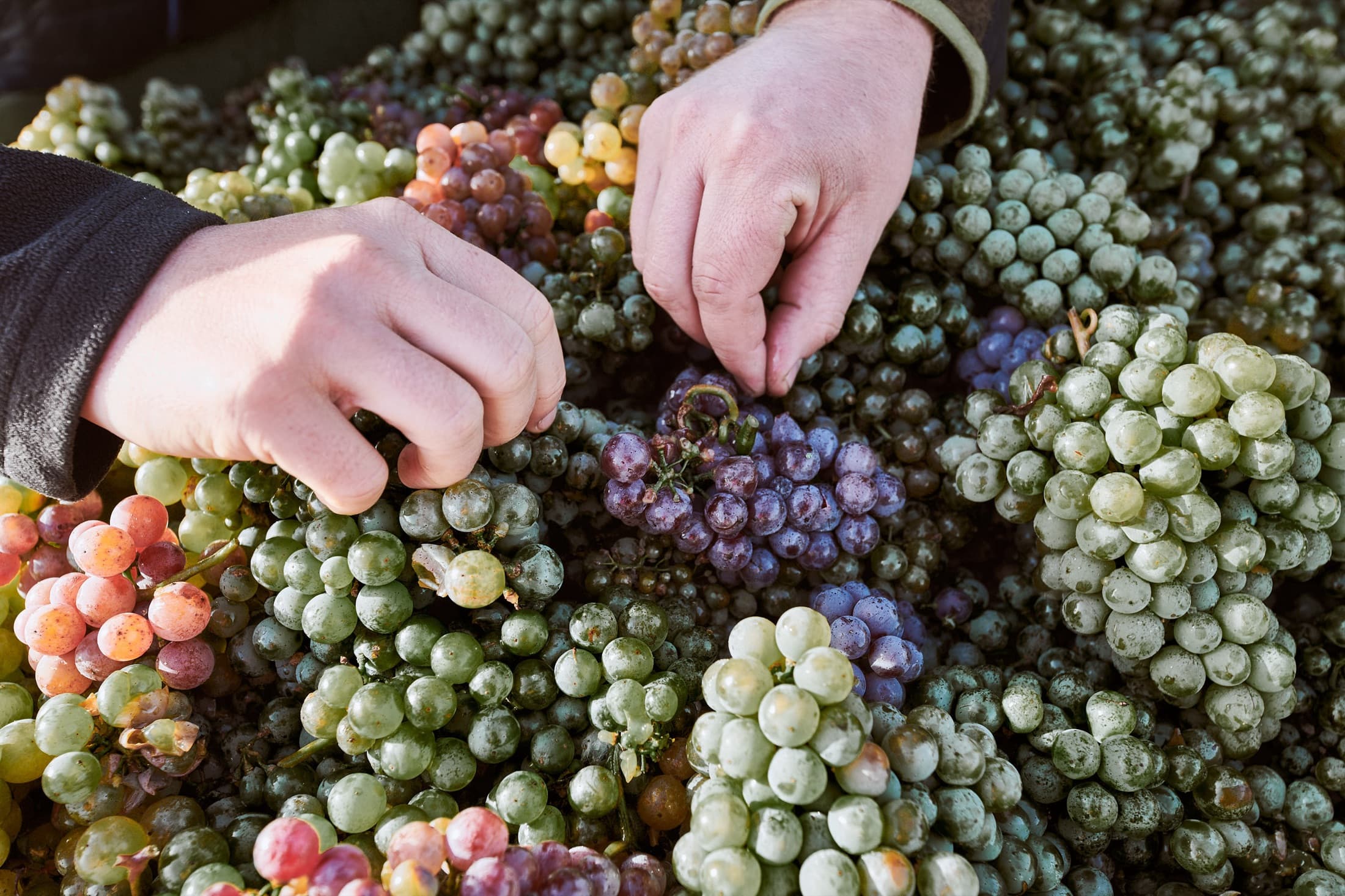 Weinlese auf dem Weingut Baron zu Knyphausen